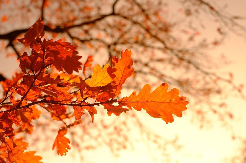 Autumn Theme