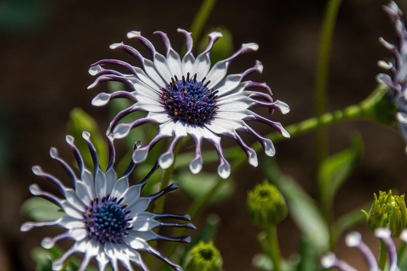 Flower Cascade
