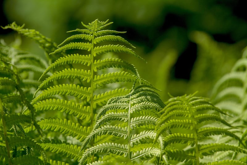 Living Wall Art