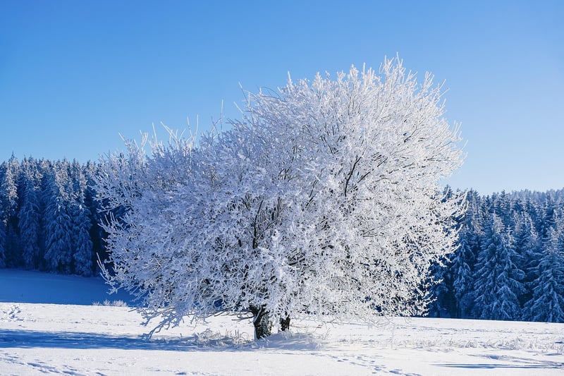 Winter Theme